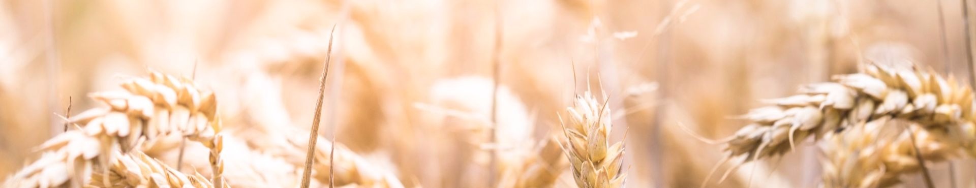 golden field of wheat, biblical, fasting symbol