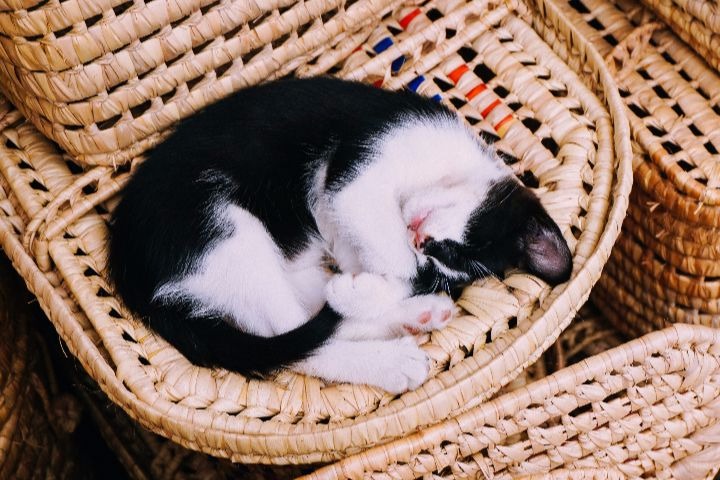 sleeping cat in a basket